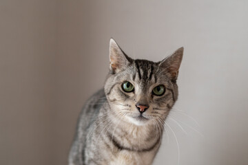 可愛い猫　サバトラ猫