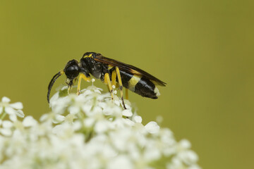 Closeup on a small black and yellow sawfly wasp, Tenthredo zonula, on a white flower