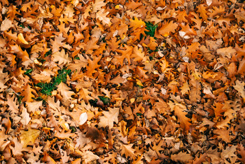 Yellow autumn leaves of oak, background texture, top view.