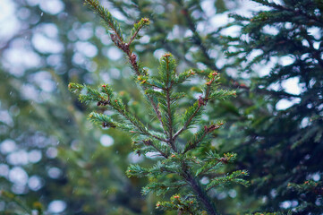 Fir branches during a snowfall. Winter green christmas background. Selective focus