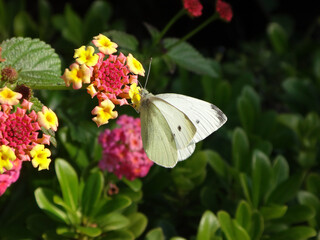 Male small white (Pieris rapae) butterfly on pink and yellow lantana flowers