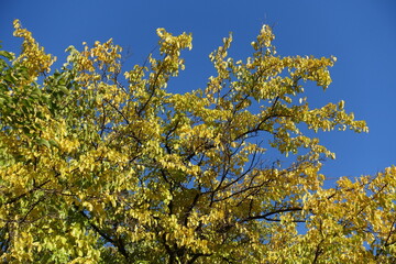 Green and yellow autumnal foliage of mulberry against blue sky in October