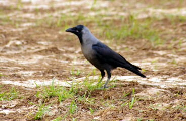 Indian crow in open field