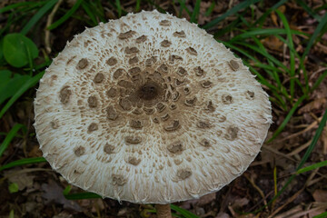 Cap of parasol mushroom Macrolepiota procera with original pattern of brown scales in circles, in background of dark dry leaves which highlight silver color of the cap. Top view