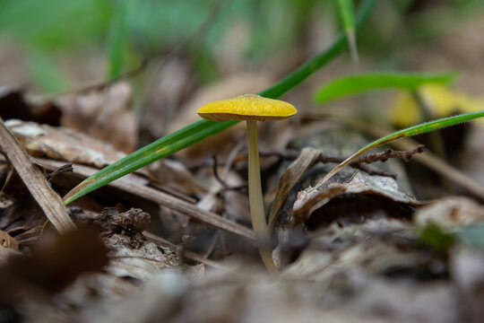 Yellow Field Cap Mushroom Bolbitius titubans sometimes called the Egg Yolk Fungus