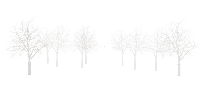 Arbres en transparence- PNG