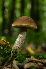 Leccinellum pseudoscabrum mushrooms in the summer. Mushrooms growing in the forest