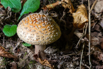 this mushroom is an amanita rubescens and it grows in the forest