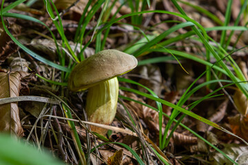 Beautiful boletus edulis mushroom banner in amazing green moss. Old magic forest mushrooms background. White mushroom in sunny day