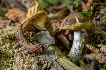 Leccinellum pseudoscabrum mushrooms in the summer. Mushrooms growing in the forest