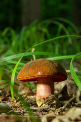 Boletus erythopus or Neoboletus luridiformis mushroom in the forest growing on green grass and wet ground natural in autumn season. Boletus luridiformis is edible mushroom after longer cooking