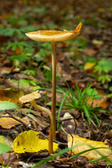 Edible mushroom Hymenopellis radicata or Xerula radicata on a mountain meadow. Known as deep root mushroom or rooting shank. Wild mushroom growing in the grass
