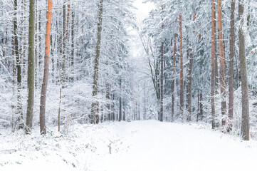 winter, forester, snow