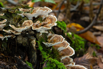 Gloeophyllum sepiarium mushroom on the tree into the forest. Rusty gilled polypore