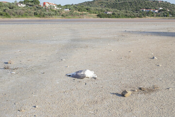 Fototapeta na wymiar Dead bird on dry lake bed. Environment and climate changes concept