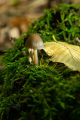 Amicable family of mushrooms with thin legs Clustered bonnet on a green background Mushroom-Mycena inclinata