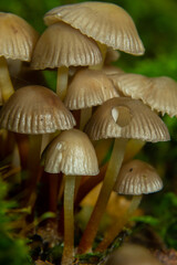 Amicable family of mushrooms with thin legs Clustered bonnet on a green background Mushroom-Mycena inclinata