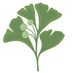 Green ginkgo biloba leaf with seeds in vector