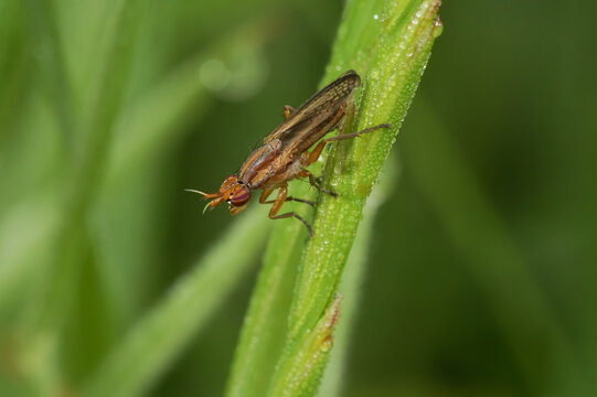 Closeup on a marsh or snail-killing fly, Limnia unguicornis, sitting in the grass