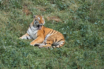 Beautiful bengal tiger grooming its fur lying on the grass in the natural park of cabarceno, in cantabria, spain, europe