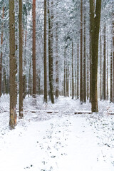 winter, forester, snow