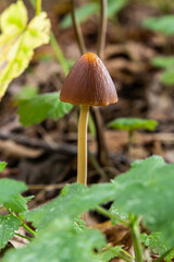 A vertical closeup of a small brown mushroom Conocybe siliginea