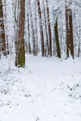 winter, forester, snow