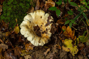 Lactifluus vellereus formerly Lactarius vellereus fungus in the forest