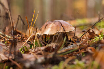 White mushroom in the forest. (Boletus edulis). Small depth of field.