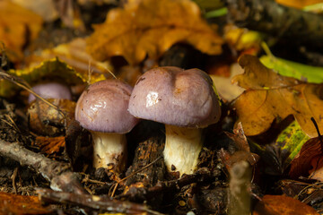 Small Gassy webcap, Cortinarius traganus, poisonous mushrooms in forest close-up, selective focus, shallow DOF