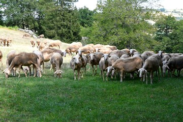 Troupeau de brebis laitières pour le roquefort en Aveyron en train de brouter l'herbe d'un pré