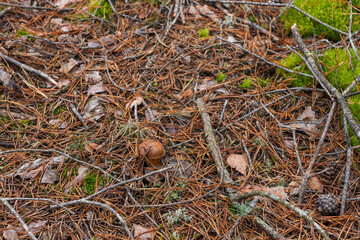 Boletus badius grows among moss. Small depth of field. Top view