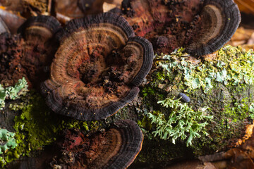Mushroom called Daedaleopsis growing on sallow wood in the forest