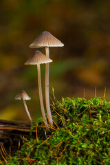 Mushroom Mycena galopus grows on green moss in the forest