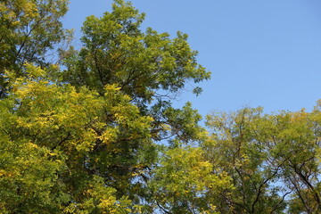 Clear blue sky and branches of Sophora japonica with autumnal foliage in October