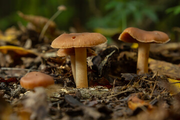 Gymnopus hariolorum mushrooms on the old stump