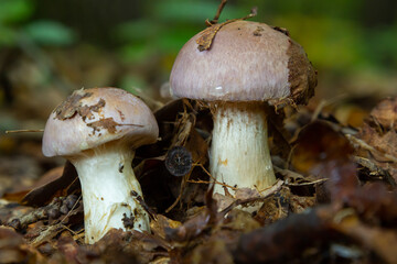 Fototapeta premium Small Gassy webcap, Cortinarius traganus, poisonous mushrooms in forest close-up, selective focus, shallow DOF