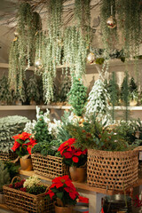 Green plants at christmas market. Mistletoe, Xmas star plant, green fir tree branches. Viscum album and Poinsettia plants in the store. 