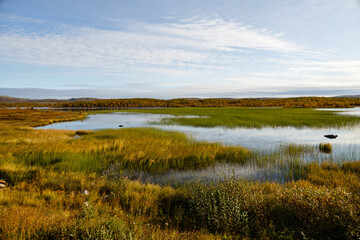 Fototapeta na wymiar Ecological swamp. Natural green wetland vegetation against a lake. Autumn tundra landscape