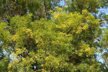 Fototapeta premium Green and yellow autumnal foliage of Sophora japonica in October