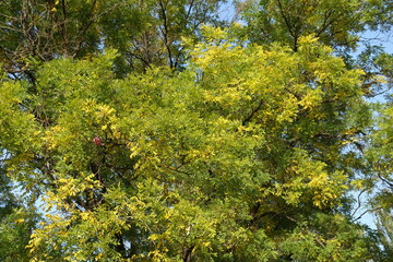 Green and yellow autumnal foliage of Sophora japonica in October