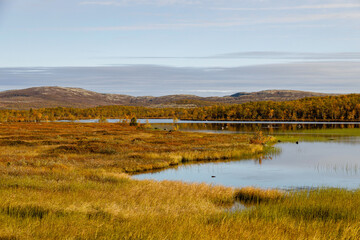 Ecological swamp. Natural green wetland vegetation against a lake. Autumn tundra landscape