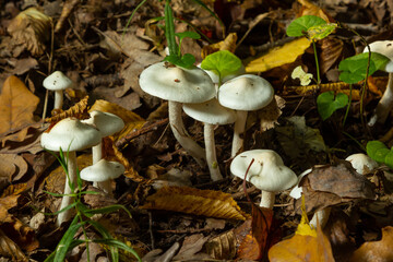 Ivory Woodwax Fungi - Hygrophorus eburneus Growing in Beech leaf litter