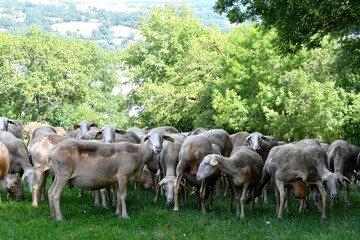 troupeau de brebis laitière pour le roquefort dans champ prêt d'une petit village Aveyronnais