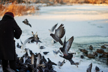 Obraz premium Feeding seagulls and pigeons on the lake in winter.