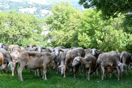troupeau de brebis laiti&egrave;re pour le roquefort dans champ pr&ecirc;t d'une petit village Aveyronnais