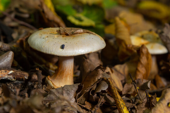 deadly cortinarius orellanus mushroom. Against the background of autumn foliage in the forest