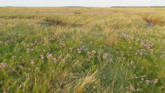 Low Aerial Drone Shot Flying Over Green Salt Marsh with Flowers at Sunset in North Norfolk UK