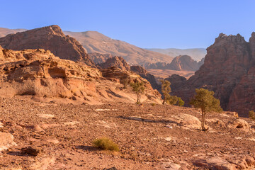 Fototapeta premium Sand rocks and tree, canyon of Petra, Jordan