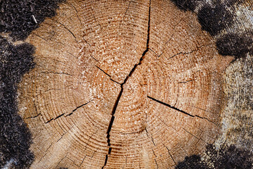 Old sawed-off tree trunk in forest with cracks